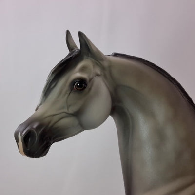 HAMY - Dapple Gray Arabian