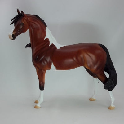 LOVELY ANGEL - Dapple Bay Pinto Arabian SR3 12/14