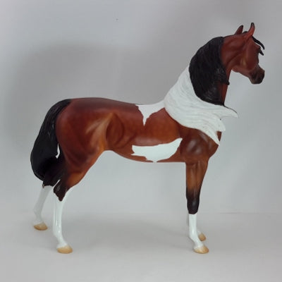 LOVELY ANGEL - Dapple Bay Pinto Arabian SR3 12/14