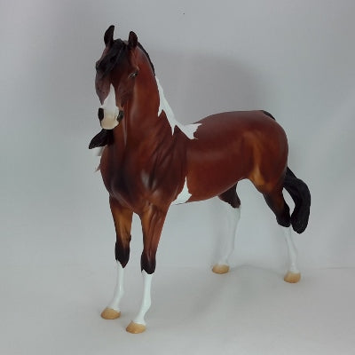 LOVELY ANGEL - Dapple Bay Pinto Arabian SR3 12/14