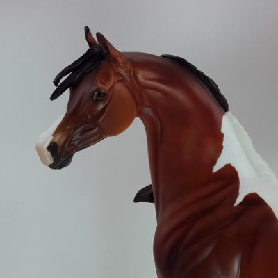 LOVELY ANGEL - Dapple Bay Pinto Arabian SR3 12/14