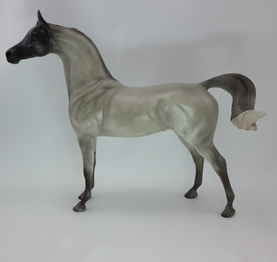 FELIZ NAVIDAD - Blue Roan Arabian - SR2 12/14