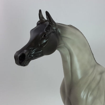 FELIZ NAVIDAD - Blue Roan Arabian - SR2 12/14