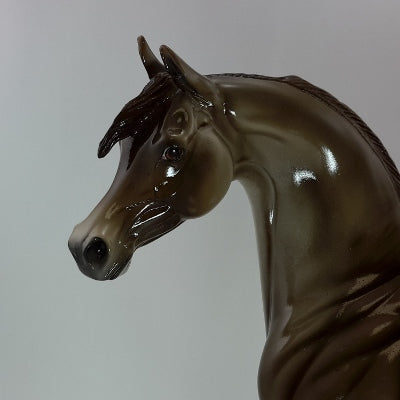 ST. NICK - Champagne Arabian - SR2 - 12/14