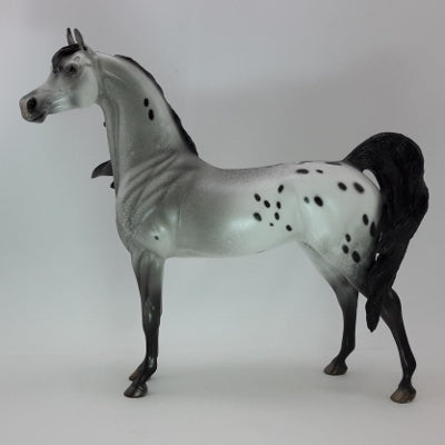 FROSTY WINDOWS - OOAK Appaloosa Arabian 12/14