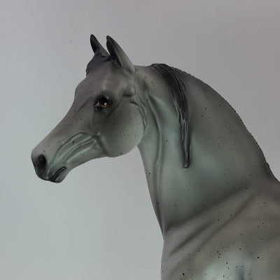 BLIZZARD - OOAK Gray Morgan 12/14