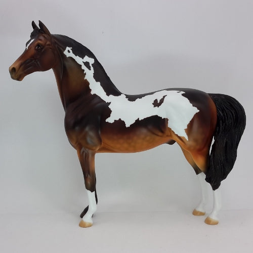 MOCHA CREAM - OOAK Dapple Bay Pinto Morgan 12/14