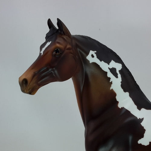 MOCHA CREAM - OOAK Dapple Bay Pinto Morgan 12/14