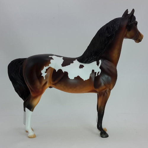 MOCHA CREAM - OOAK Dapple Bay Pinto Morgan 12/14