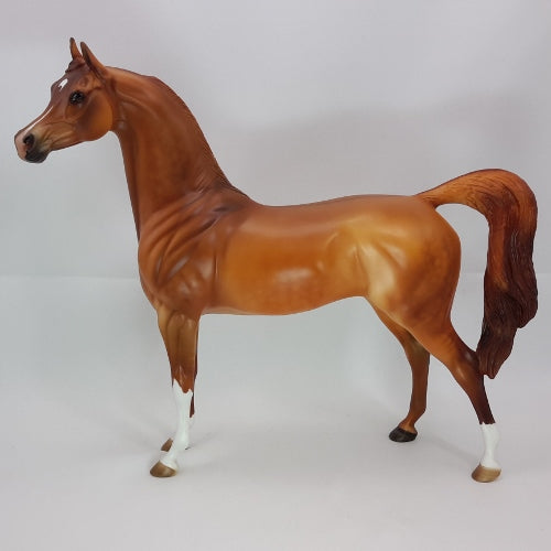 CHRISTMAS REGGAE - OOAK Dapple Red Dun Arabian 12/14