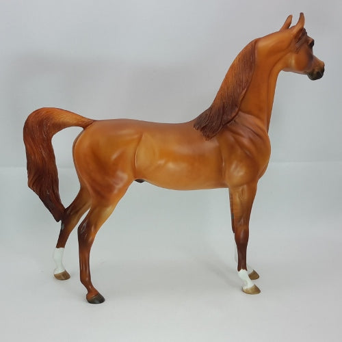 CHRISTMAS REGGAE - OOAK Dapple Red Dun Arabian 12/14