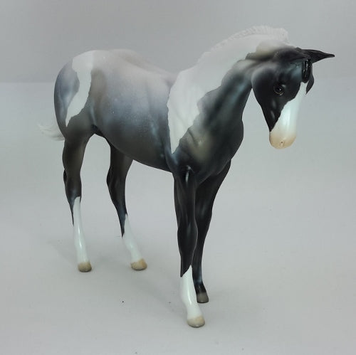 SIR FROSTY - OOAK Blue Roan Paint Colt Weanling 12/14