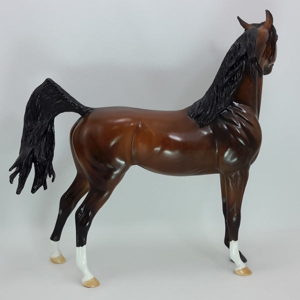 FIRST LOVE - Exquisite Dapple Bay Arabian SR5 12/14