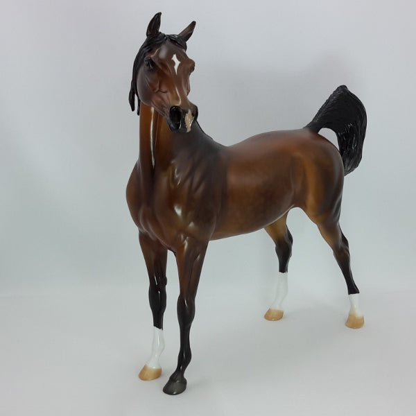 FIRST LOVE - Exquisite Dapple Bay Arabian SR5 12/14