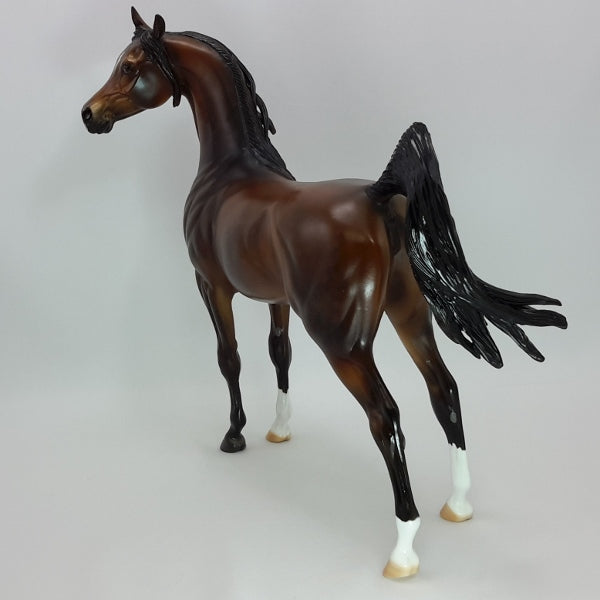 FIRST LOVE - Exquisite Dapple Bay Arabian SR5 12/14