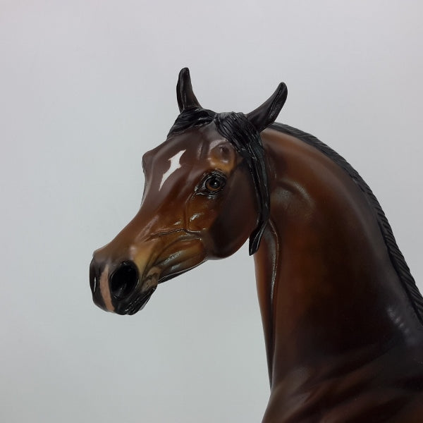 FIRST LOVE - Exquisite Dapple Bay Arabian SR5 12/14