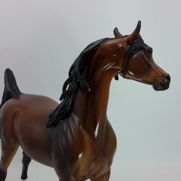 FIRST LOVE - Exquisite Dapple Bay Arabian SR5 12/14