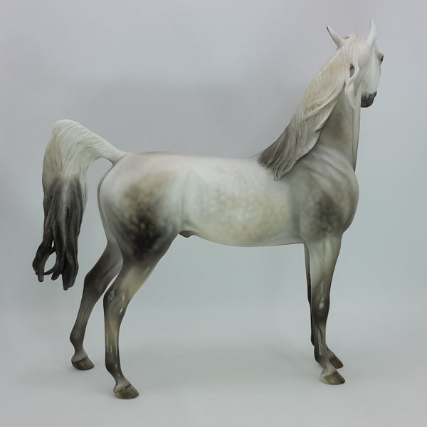 WINTER SOLSTICE 2014 - Stunning Dapple Gray Arabian SR8 12/14