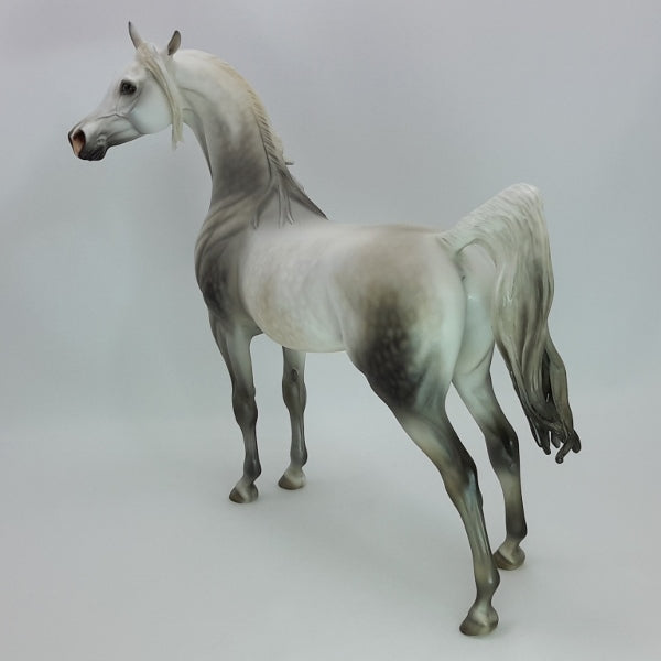WINTER SOLSTICE 2014 - Stunning Dapple Gray Arabian SR8 12/14