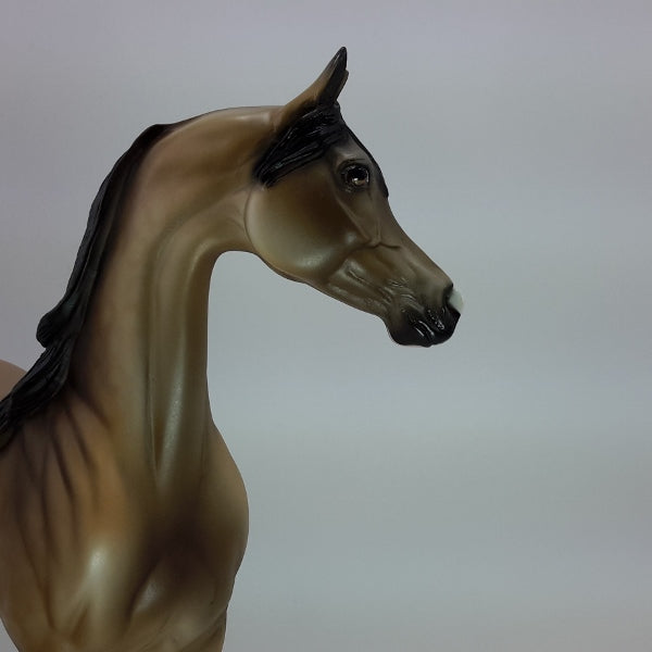 ROUND YON VIRGIN - OOAK Dapple Buckskin Arabian Mare 12/14