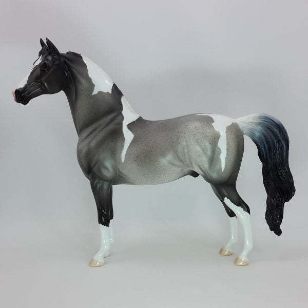 RADIANT BEAMS - OOAK Blue Roan Morgan Tobiano Pinto - 12/14