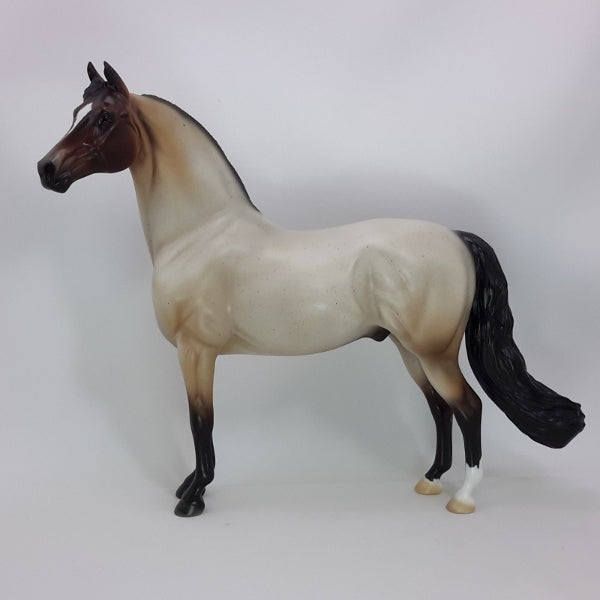 CAVALLI - OOAK Bay Roan Morgan 12/14