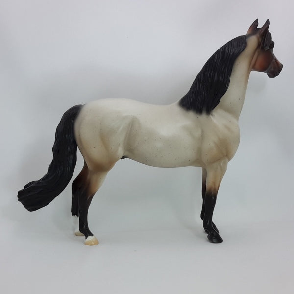 CAVALLI - OOAK Bay Roan Morgan 12/14