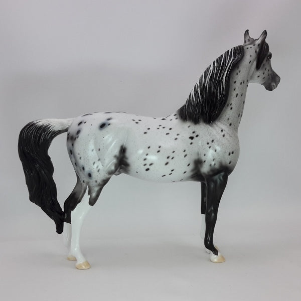 BUBBLY - OOAK Leopard Appaloosa Morgan 12/14