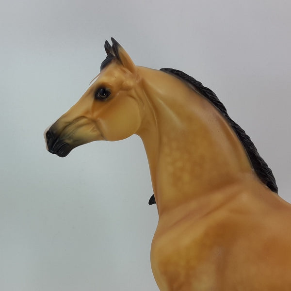 TOAST OF THE TOWN - OOAK Dapple Buckskin Morgan 12/14