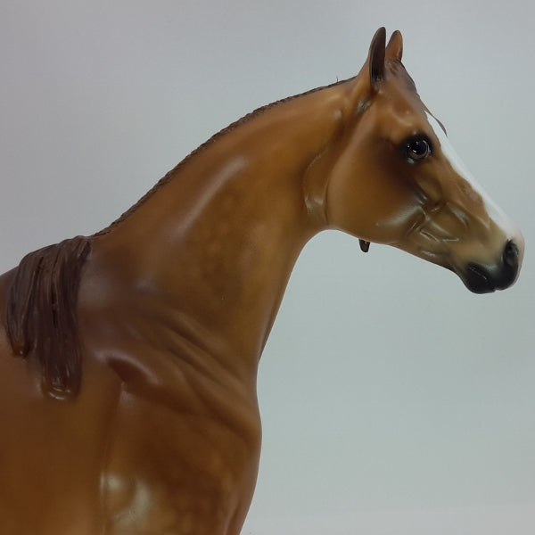 NEW YEAR CHEERS - OOAK Red Dun Stock Horse Mare 12/14