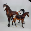 MOCHA MADNESS - OOAK Bay Appaloosa Arabian 12/14