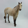 WINTHROP - OOAK Buttermilk Buckskin Stock Horse 1/15