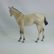 BABY DOLL - Light Buttermilk Dun Fjord Mix Weanling  1/15