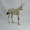 BABY DOLL - Light Buttermilk Dun Fjord Mix Weanling  1/15