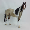 INTEL - OOAK  Bay Roan Tobiano Stock Horse1/15