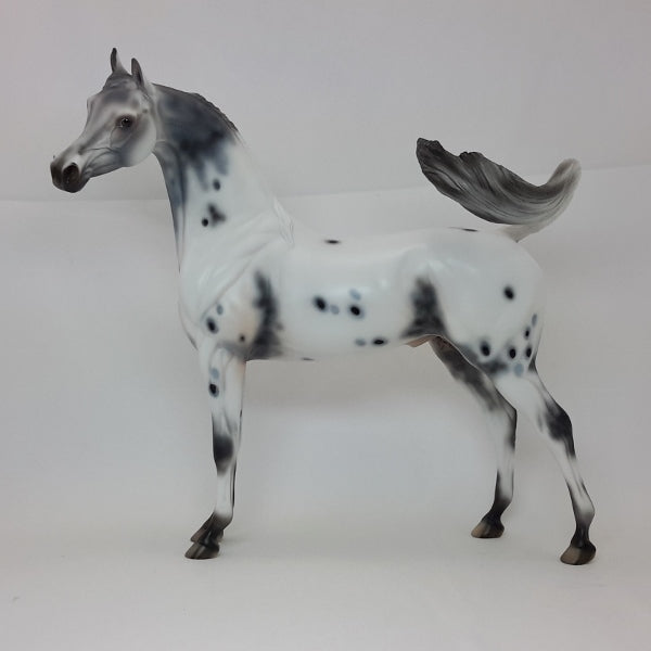 CHERUB - OOAK Appaloosa Arabian 2/15