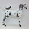 CHERUB - OOAK Appaloosa Arabian 2/15