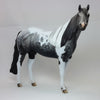 SAINT VALENTINE - OOAK Dapple Gray Tobiano Paint with Mapping 1/15