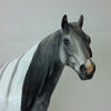 SAINT VALENTINE - OOAK Dapple Gray Tobiano Paint with Mapping 1/15