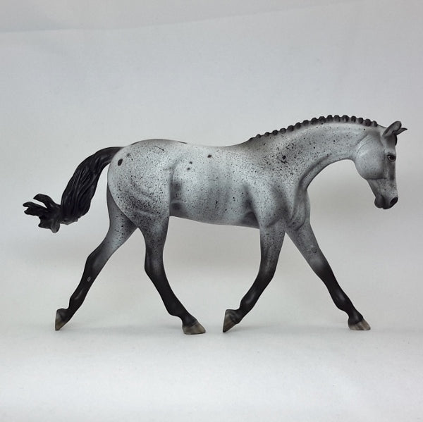 WASHINGTON - OOAK Black Appaloosa Warmblood Pebbles 2/15