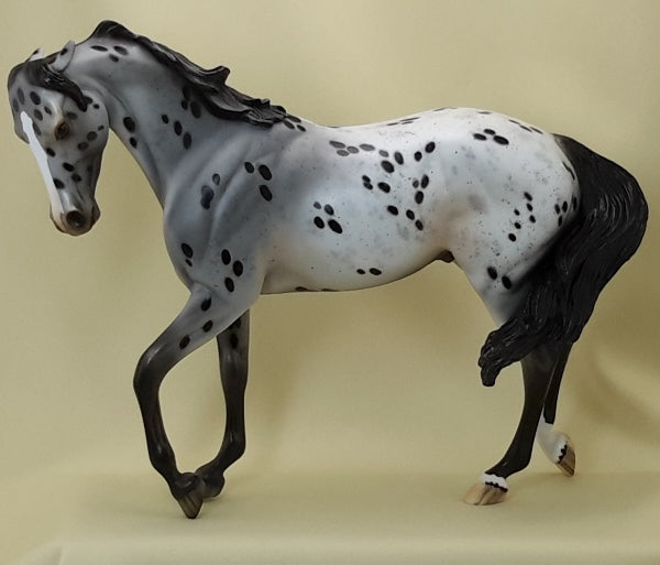 HELLO IN THERE - OOAK Pinned Ear Appaloosa Thoroughbred 3/15