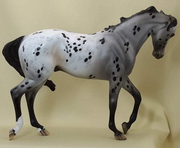 HELLO IN THERE - OOAK Pinned Ear Appaloosa Thoroughbred 3/15