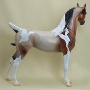 CALEDONIA - Bay Roan Arabian Pinto with Butterfly LE2 3/15