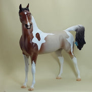 CALEDONIA - Bay Roan Arabian Pinto with Butterfly LE2 3/15