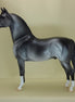 BLUE MOON OF KENTUCKY - OOAK Dapple Gray Morgan 3/5