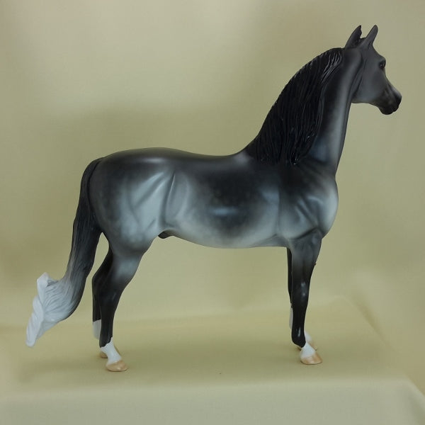 BLUE MOON OF KENTUCKY - OOAK Dapple Gray Morgan 3/5