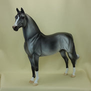 BLUE MOON OF KENTUCKY - OOAK Dapple Gray Morgan 3/5
