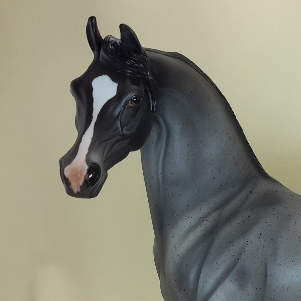 ENDLESS LOVE - Blue Roan Arabian LE2 3/15