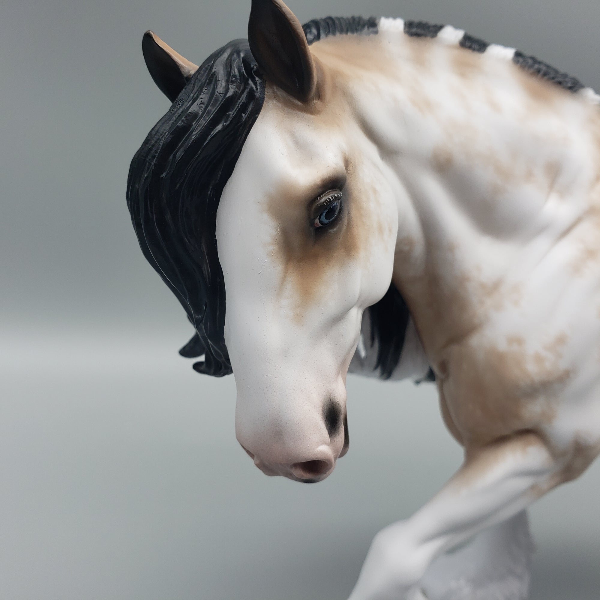 Lavish OOAK Buckskin Sabino Irish Cob by Sheryl Leisure - Best Offers 1/22/24