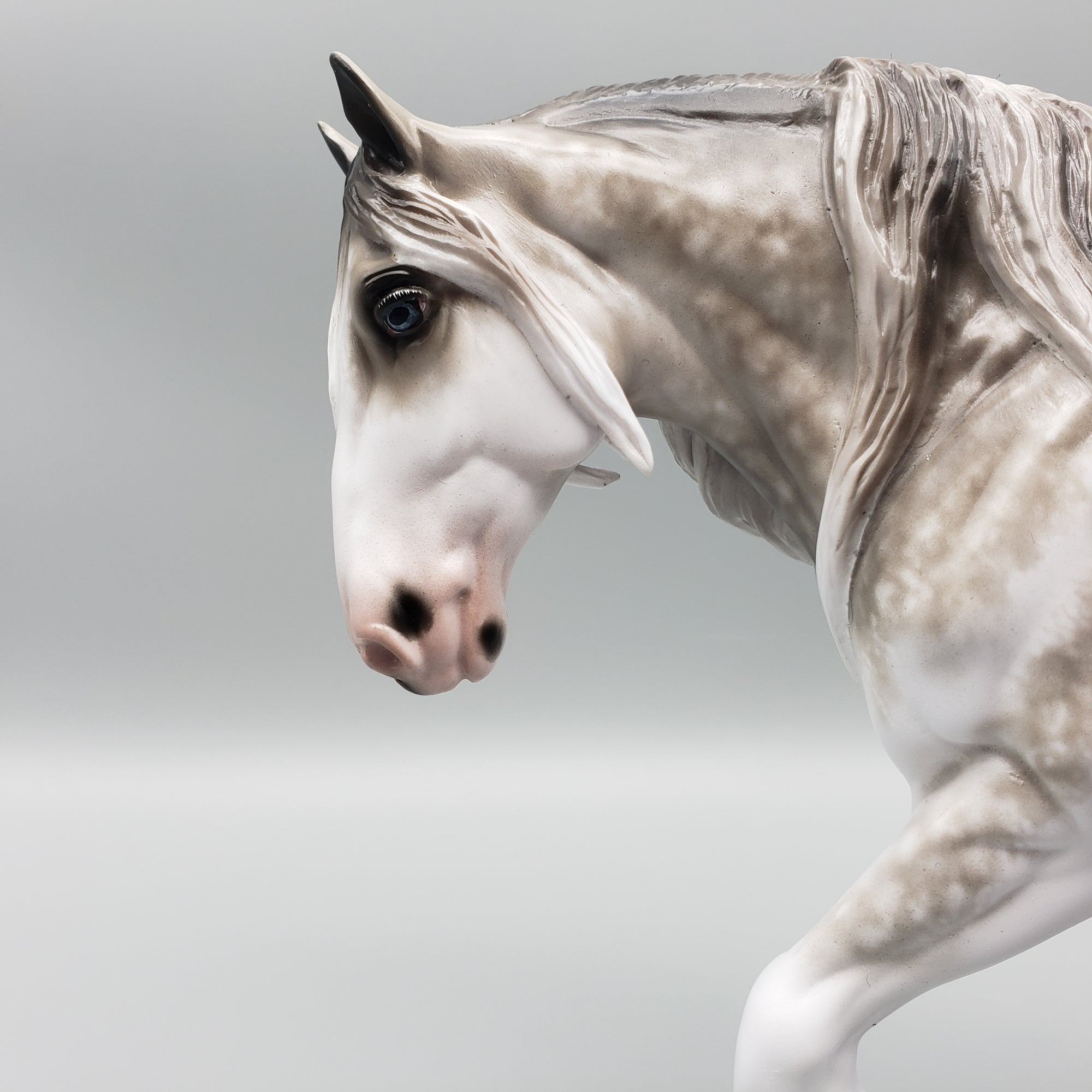 Resplendent OOAK Dappled Gray Sabino Cob By Sheryl Leisure Best Offers 1/29/24